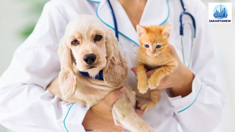 Bagaimana Saya Dapat Mengetahui Jika Dokter Hewan Tepat untuk Anjing Saya?